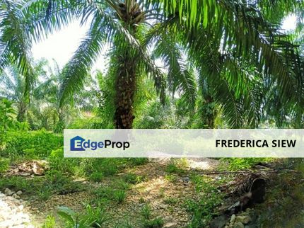 Chenderong🔴 Batu Gajah, Perak  🔴3 Acres  Oil Palm Land  For sale 棕油园出售🔴Freehold🔴, Perak, Batu Gajah