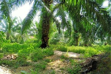 Chenderong🔴 Batu Gajah, Perak  🔴3 Acres  Oil Palm Land  For sale 棕油园出售🔴Freehold🔴