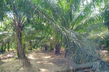Chenderong🔴 Batu Gajah, Perak  🔴3 Acres  Oil Palm Land  For sale 棕油园出售🔴Freehold🔴