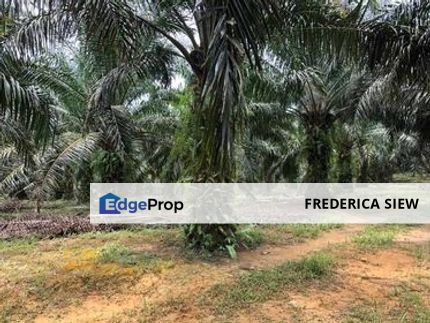 Siputeh, Batu Gajah, Perak 🌴🌴29 Acres Palm Oil Tree Agriculture Land For Sale  🌴🌴Freehold  🌴🌴90% Flat Land 🌴🌴Near Main Road, Perak, Batu Gajah