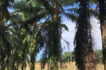 Chenderong, Batu Gajah, Perak  🔴10 Acres  Oil Palm Land  For sale 棕油园出售🔴Freehold🔴1.5km from main road