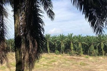 Chenderong, Batu Gajah, Perak  🔴10 Acres  Oil Palm Land  For sale 棕油园出售🔴Freehold🔴1.5km from main road