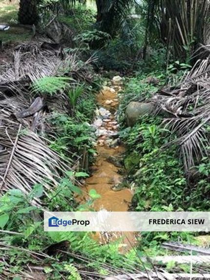 Chenderong, Batu Gajah, Perak  🔴🌴🌴 4.9 Acres Palm Oil Agriculture Land In Chenderong🌴 For Sale❗❗棕油园出售🔴Freehold🔴1.5km from main road, Perak, Batu Gajah