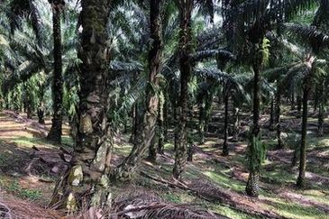 Chenderong, Batu Gajah, Perak  🔴🌴🌴 4.9 Acres Palm Oil Agriculture Land In Chenderong🌴 For Sale❗❗棕油园出售🔴Freehold🔴1.5km from main road