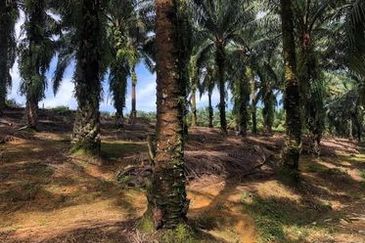 Chenderong, Batu Gajah, Perak  🔴🌴🌴 4.9 Acres Palm Oil Agriculture Land In Chenderong🌴 For Sale❗❗棕油园出售🔴Freehold🔴1.5km from main road