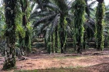 Chenderong, Batu Gajah, Perak  🔴🌴🌴 4.9 Acres Palm Oil Agriculture Land In Chenderong🌴 For Sale❗❗棕油园出售🔴Freehold🔴1.5km from main road