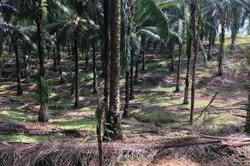 Chenderong, Batu Gajah, Perak  🔴🌴🌴 4.9 Acres Palm Oil Agriculture Land In Chenderong🌴 For Sale❗❗棕油园出售🔴Freehold🔴1.5km from main road