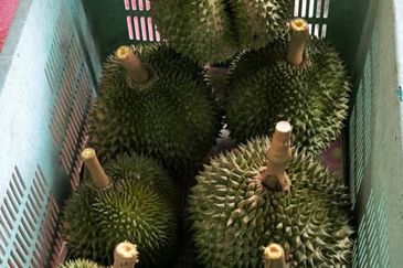 Prime Hilltop Durian Farm Land – Desaru