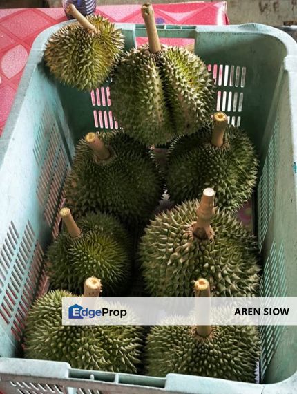 Prime Hilltop Durian Farm Land – Desaru, Johor, Kota Tinggi