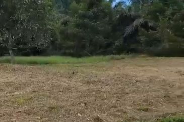 Prime Hilltop Durian Farm Land – Desaru