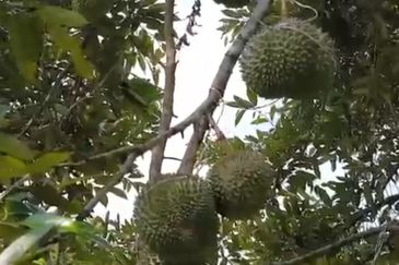 Prime Hilltop Durian Farm Land – Desaru