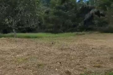 Prime Hilltop Durian Farm Land – Desaru