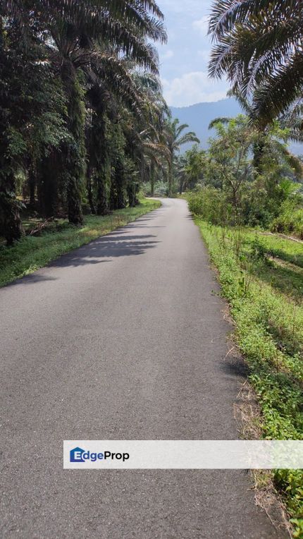 Durian Orchard 31.5 Acres near Cameron Highland, Perak, Chenderiang