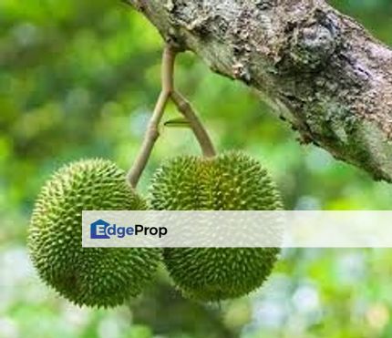 Rare Durian Orchard near Cameron Highland  榴莲园出售！神仙宝地，非你莫属 Durian Durian Durian, Perak, Chenderiang