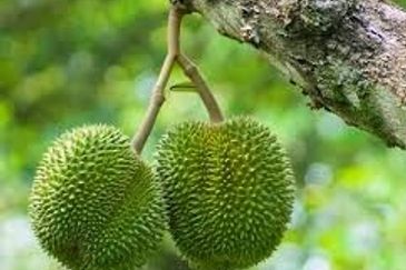 Rare Durian Orchard near Cameron Highland  榴莲园出售！神仙宝地，非你莫属 Durian Durian Durian