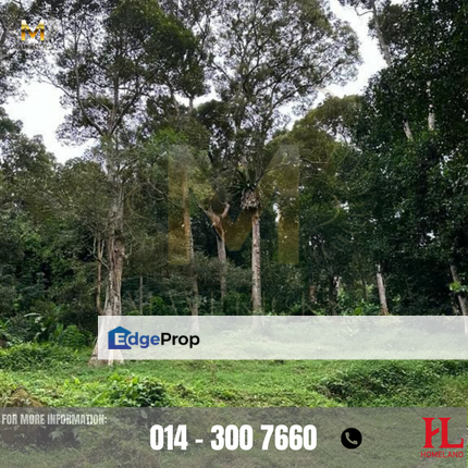 Land Durian Tree at Balik Pulau, Penang, Balik Pulau