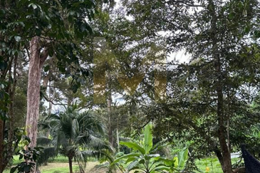 Balik Pulau / Teluk Bahang