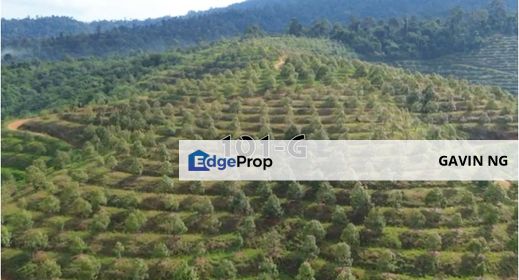 Kuantan Pahang Agriculture Land Durian Tree FOR SALE, Pahang, Kuantan