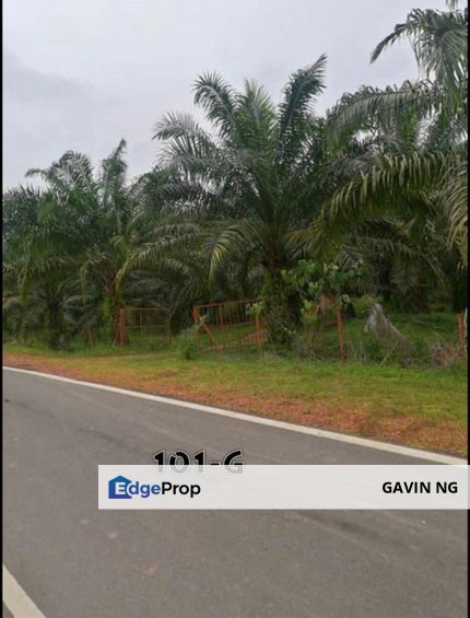 [107 ACRES] Kuala Lipis Pahang Palm Oil Agriculture Land, Pahang, Pekan