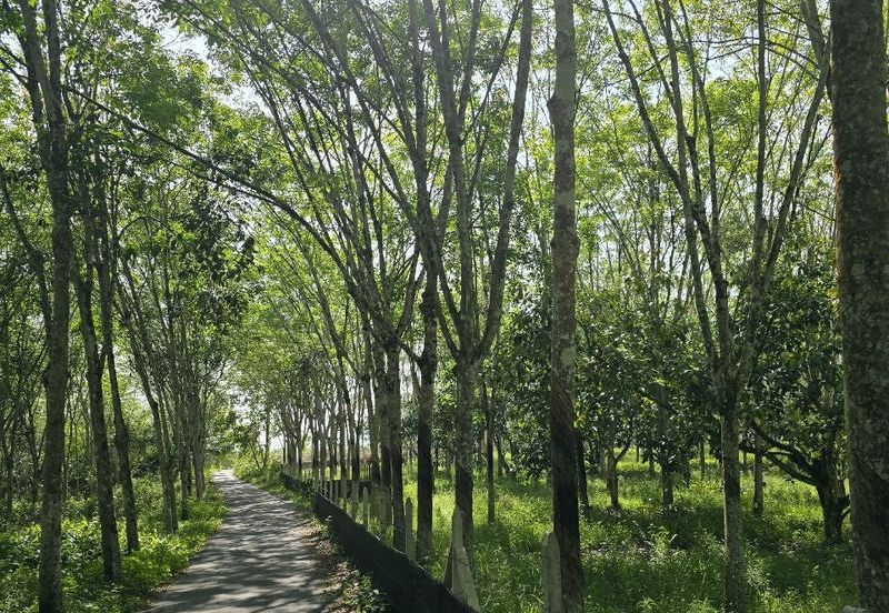 Kuala Kangsar Perak Agriculture Land