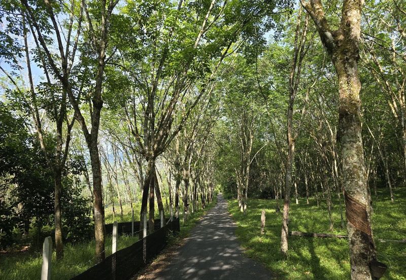 Kuala Kangsar Perak Agriculture Land