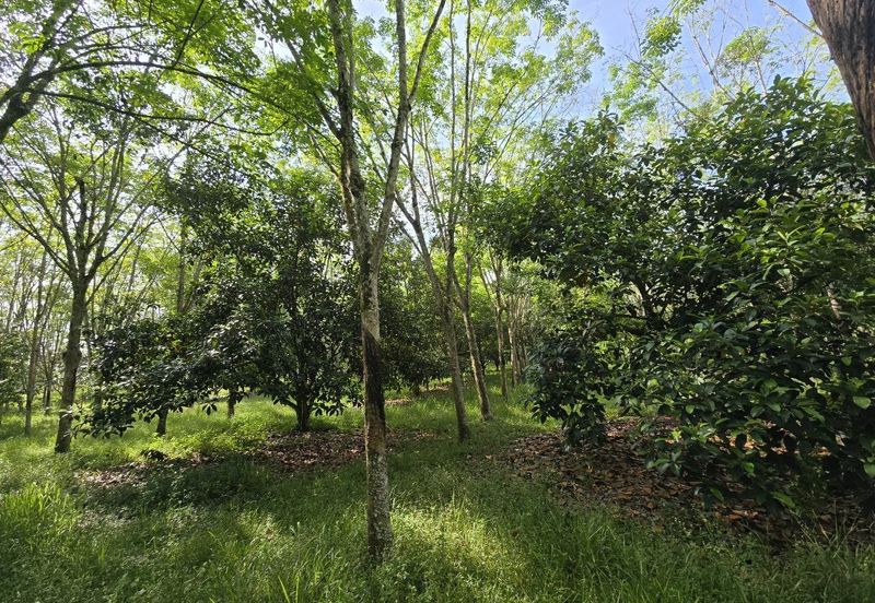Kuala Kangsar Perak Agriculture Land