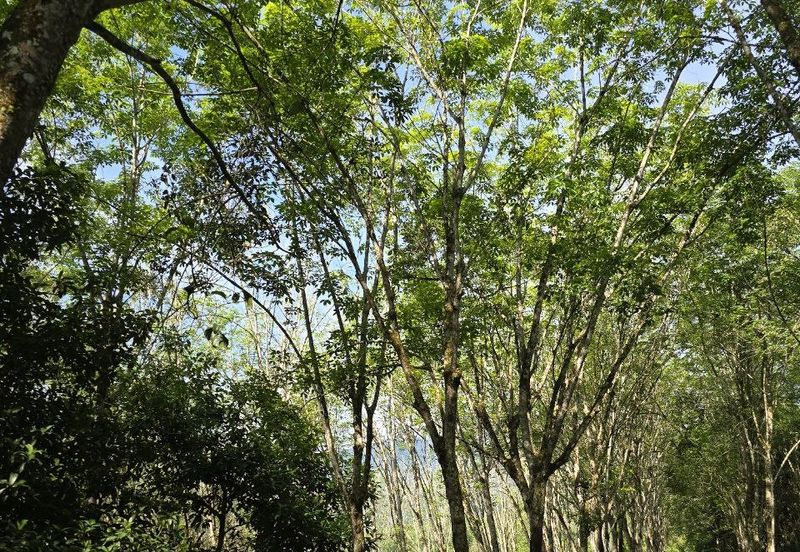 Kuala Kangsar Perak Agriculture Land