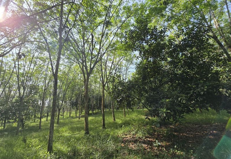 Kuala Kangsar Perak Agriculture Land