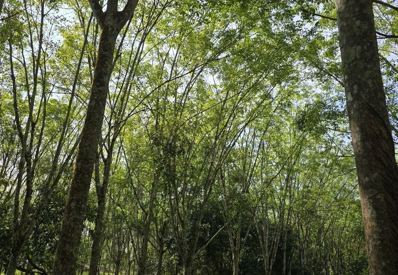Kuala Kangsar Perak Agriculture Land