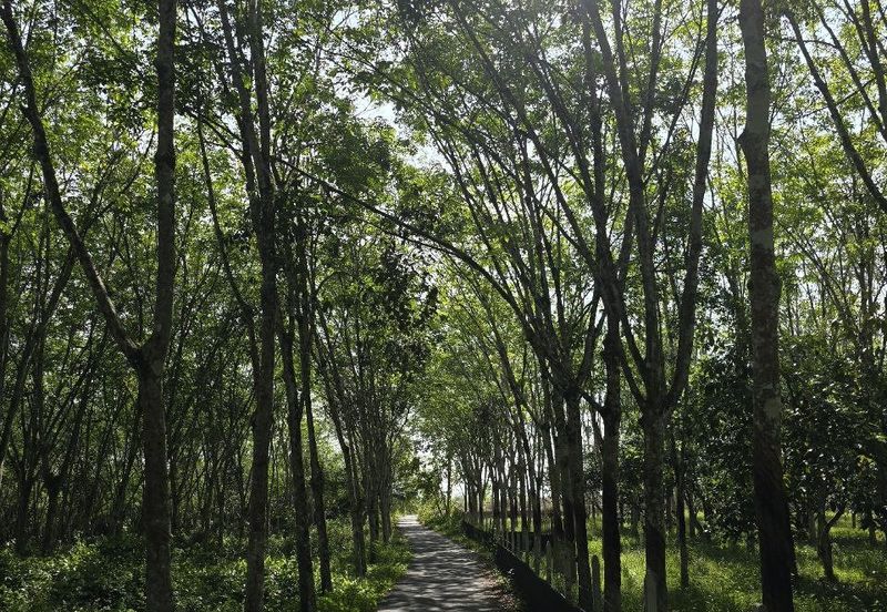 Kuala Kangsar Perak Agriculture Land