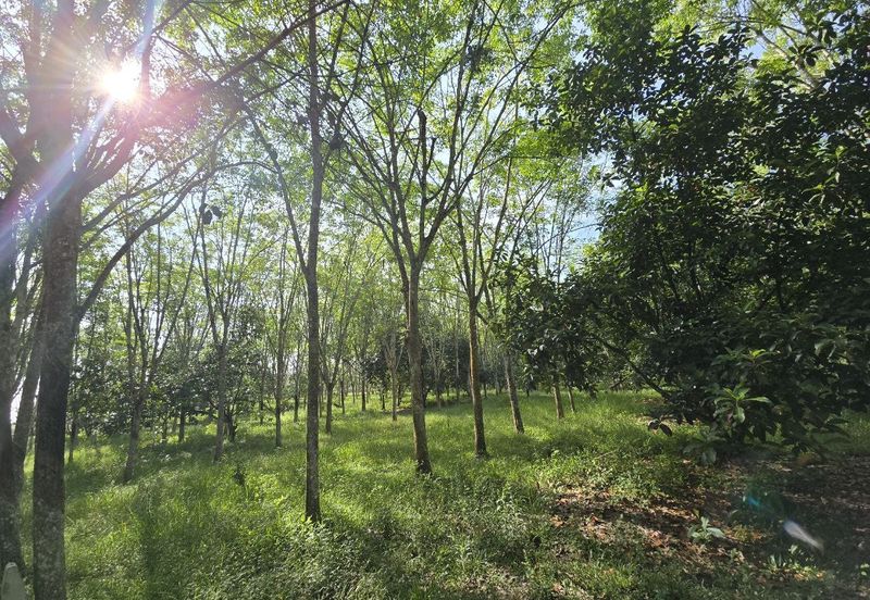 Kuala Kangsar Perak Agriculture Land
