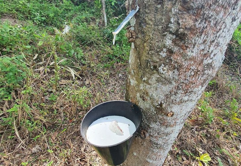 Kuala Kangsar Perak Agriculture Land