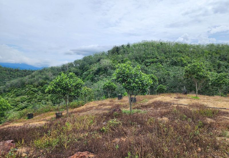Kuala Kangsar Kampung Baru Liman Kati Agriculture Land