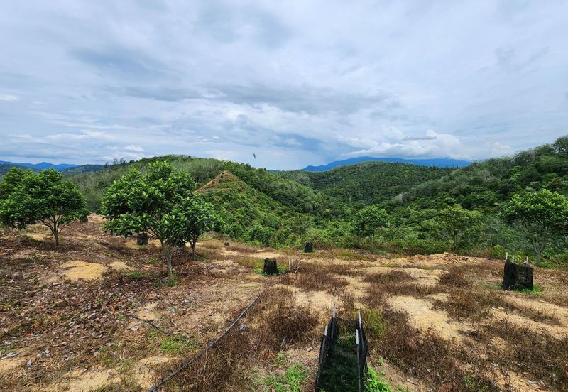 Kuala Kangsar Kampung Baru Liman Kati Agriculture Land