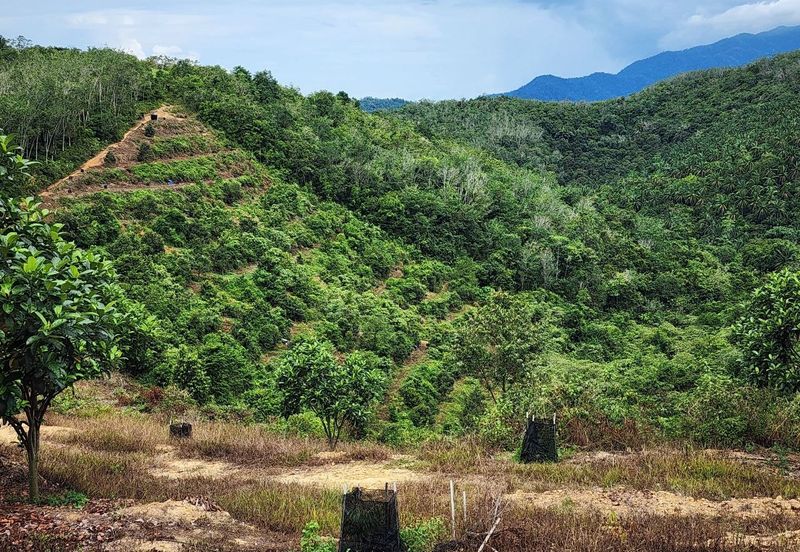 Kuala Kangsar Kampung Baru Liman Kati Agriculture Land
