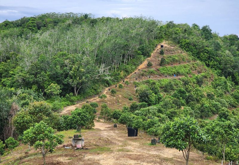 Kuala Kangsar Kampung Baru Liman Kati Agriculture Land