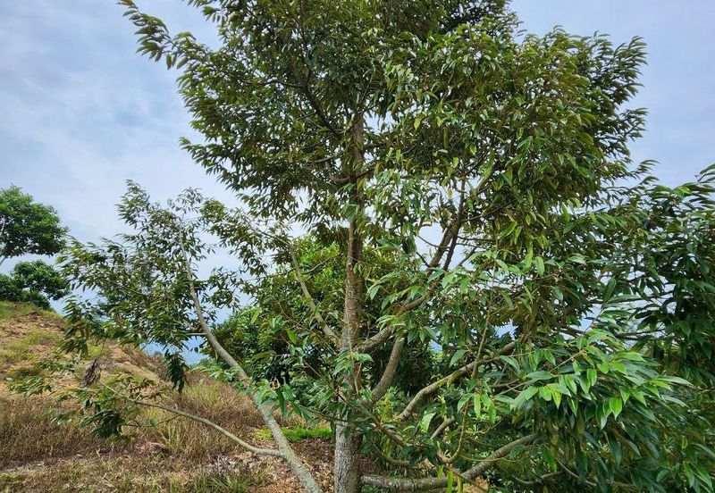 Kuala Kangsar Kampung Baru Liman Kati Agriculture Land