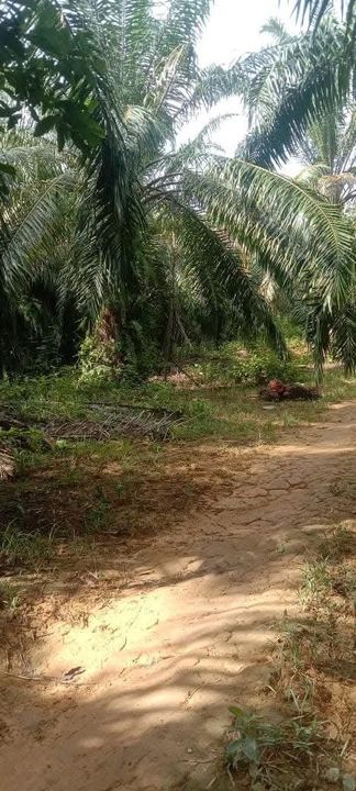 Agricultural Land for Sale Liman Kati, Kuala Kangsar (Oil Palm Plantation), Perak, Ipoh