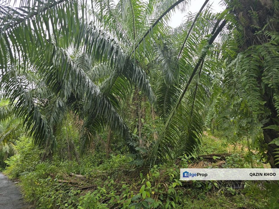 Agricultural Land for Sale Liman Kati, Kuala Kangsar (Oil Palm Plantation), Perak, Ipoh