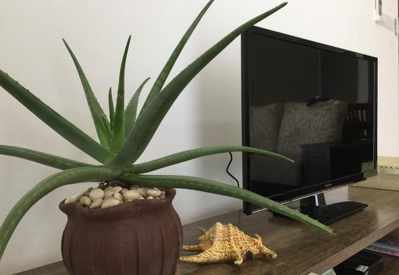 7 Tree Seven Residence