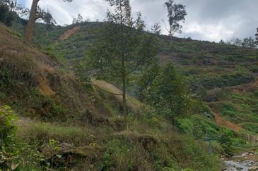 Dusun Durian Tras Raub 14.9 Ekar ✅ GOOD INVESTMENT 600K FOR 1 SEASON 