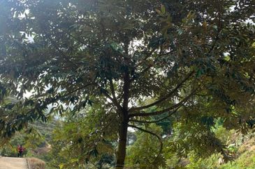 Dusun Durian Tras Raub 14.9 Ekar ✅ GOOD INVESTMENT 600K FOR 1 SEASON 