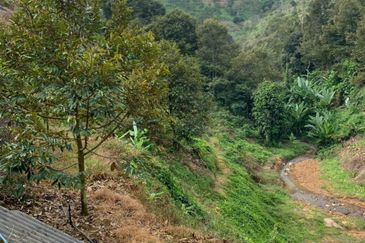 Dusun Durian Tras Raub 14.9 Ekar ✅ GOOD INVESTMENT 600K FOR 1 SEASON 