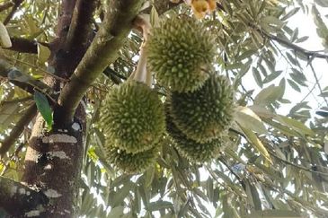 Dusun Durian Tras Raub 14.9 Ekar ✅ GOOD INVESTMENT 600K FOR 1 SEASON 