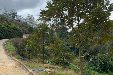 Dusun Durian Tras Raub 14.9 Ekar ✅ GOOD INVESTMENT 600K FOR 1 SEASON 