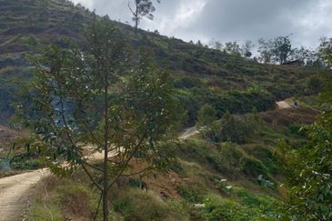 Dusun Durian Tras Raub 14.9 Ekar ✅ GOOD INVESTMENT 600K FOR 1 SEASON 