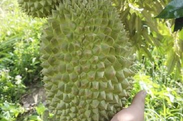 Dusun Durian Tras Raub 14.9 Ekar ✅ GOOD INVESTMENT 600K FOR 1 SEASON 