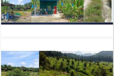 19 Ekar Dusun Durian Musang King & Black Thorn,  Raub Pahang  ✅GOOD INVESTMENT 600K FOR 1 SEASON ✅ FREEHOLD ✅ Infra structure ready ✅ Terrace land 