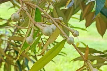 19 Ekar Dusun Durian Musang King & Black Thorn,  Raub Pahang  ✅GOOD INVESTMENT 600K FOR 1 SEASON ✅ FREEHOLD ✅ Infra structure ready ✅ Terrace land 