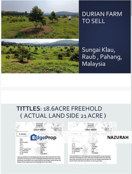 19 Ekar Dusun Durian Musang King & Black Thorn,  Raub Pahang  ✅GOOD INVESTMENT 600K FOR 1 SEASON ✅ FREEHOLD ✅ Infra structure ready ✅ Terrace land , Pahang, Raub